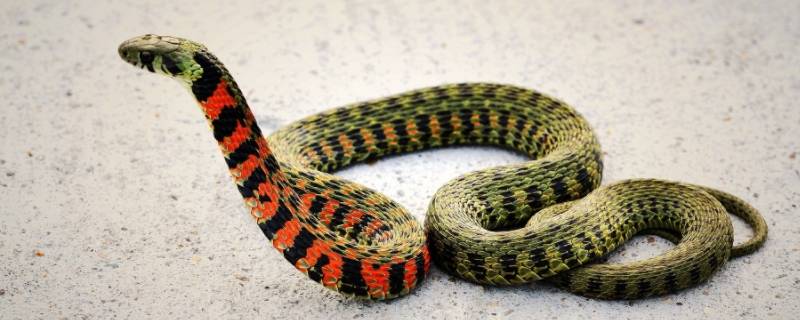 见利忘义打一个生肖 见利忘义猜一个生肖