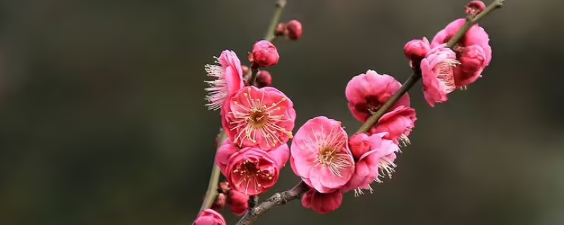 有梅花秉性的人有哪些 有梅花秉性的人有哪些简单事例