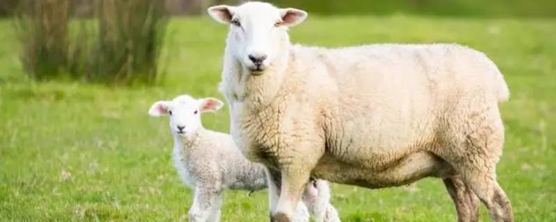 财来四方喜洋洋打一生肖（四方喜洋洋打一个生肖）