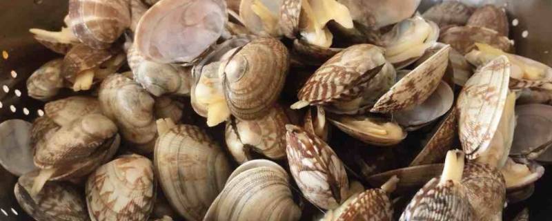 甲子是什么海鲜 甲壳是海鲜吗