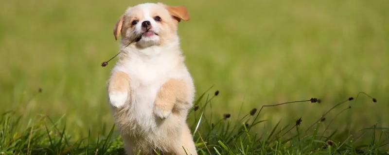 贪天之功打一生肖 贪天之功打一动物生肖