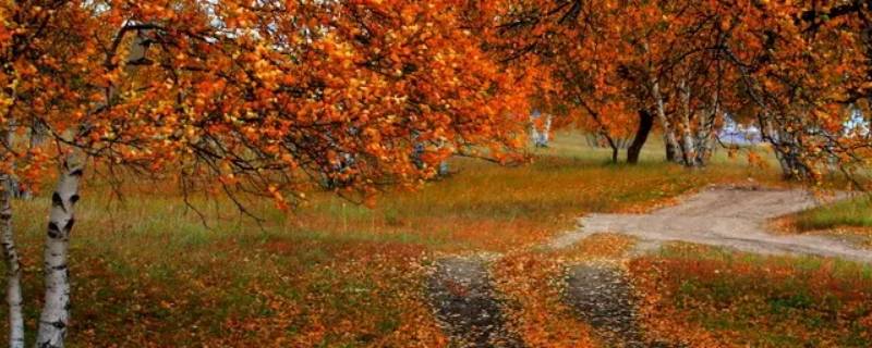 凉露惊秋打一个生肖 秋风夜凉打一个生肖