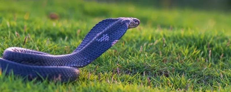 燕金募秀打一生肖