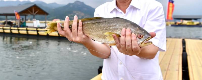 黄鱼之乡位于福建省哪里啊（福建的黄鱼之乡是哪个地方）