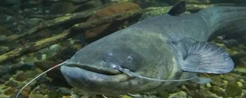 鲶鱼多少钱一斤市场价2022（鲶鱼多少钱一斤市场价2022湖北）