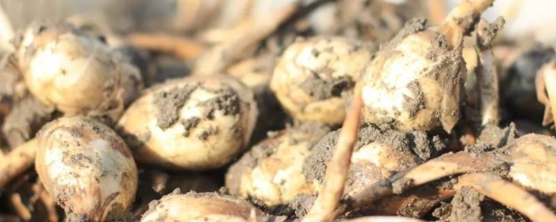 茨菇需要焯水吗（茨菇需要焯水吗?）