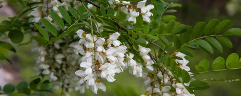 槐花要焯水吗 槐花需要焯水多长时间