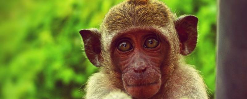 母猪上树打一生肖是什么动物（母猪上树指的是什么生肖）