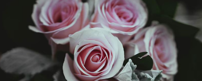 第一次送女朋友花几朵 第一次送女朋友花送几朵