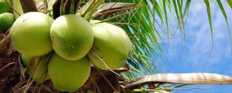 椰子没有椰肉是坏了 椰子没有椰肉是坏了还是坏了