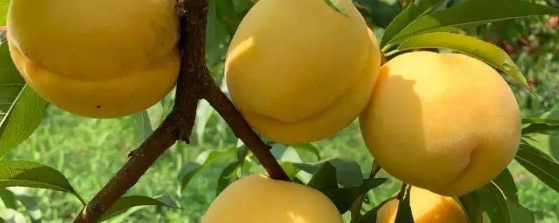 黄桃价格是多少钱一斤2022（黄桃价格是多少钱一斤2021）