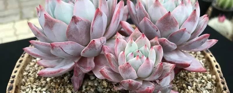 粉蓝鸟容易黑腐吗 粉蓝鸟容易黑腐吗图片