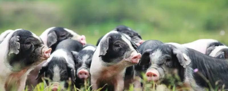 既往不咎打一生肖 既往不咎上一句