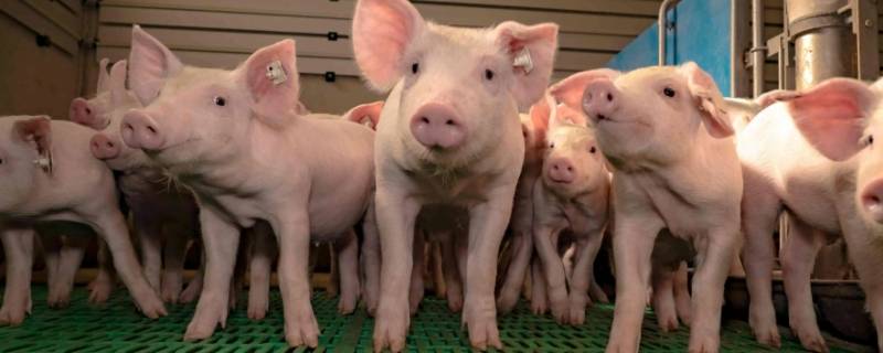 欲钱看神秘大佛打一生肖 欲钱去看神秘大佛指什么生肖