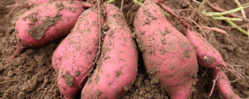 什么是外来食物 什么是外来食物和水果