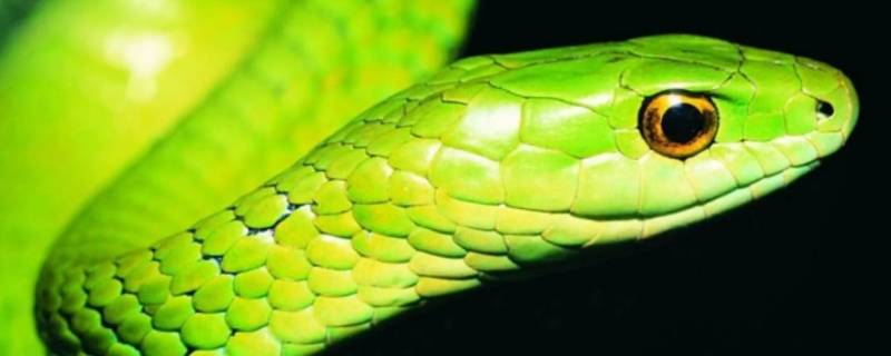 欲钱看电视是什么生肖（欲钱看电视是什么生肖）