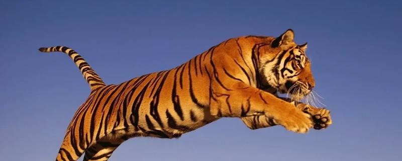 天各一方打一正确生肖（天各一方是打一肖）