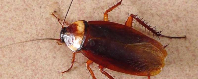 小强在现代社会的新含义 小强在现代社会的新含义是什么