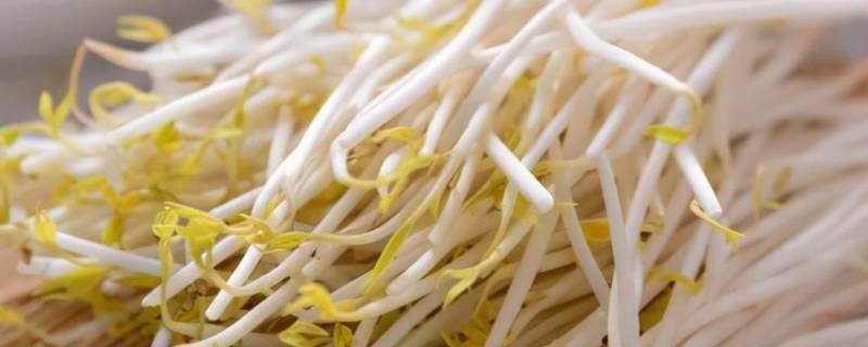 绿豆芽变红了还能吃吗（红豆芽发绿了还能吃吗）