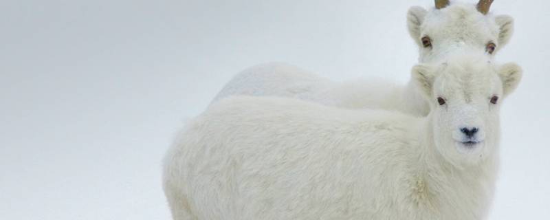 枯枝再春打一生肖（冬去今又发春枝打一生肖）