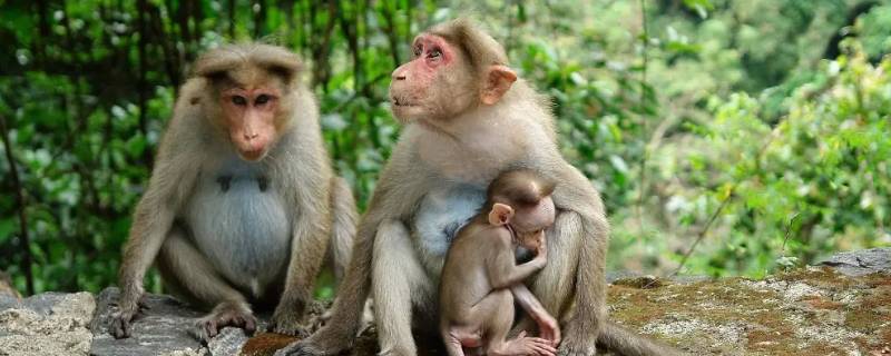 一座青山两条河是什么动物（一座青山二条河是什么动物）