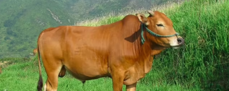 不知疲倦的动物解什么生肖（疲倦是什么生肖）