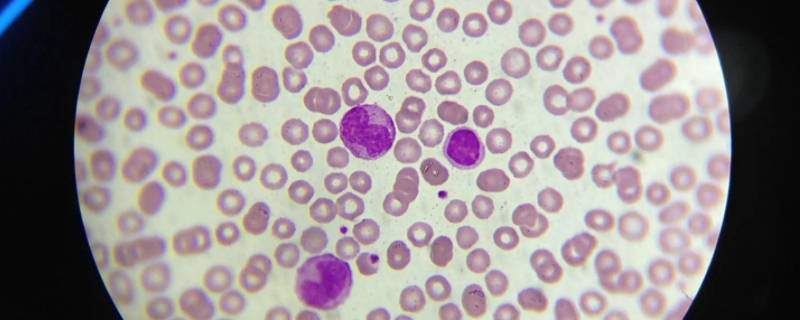 约35亿年前地球上出现了什么细胞（35亿年前的细胞）