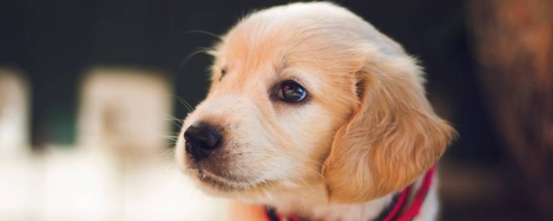 以和为贵打一动物 以和为贵的动物打一生肖