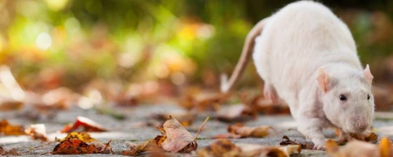 周恩生属什么生肖