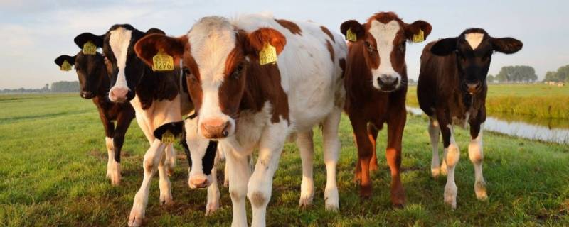 喝打一生肖动物 饮打一动物生肖
