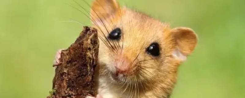 指打一生肖最佳答案（指打一生肖是什么）