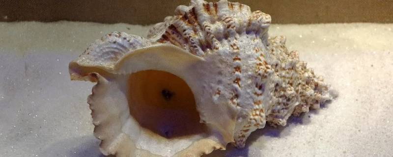 唐冠螺怎么做好吃 唐冠螺的家常做法