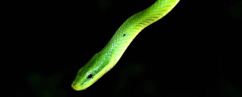 百花凋零是什么动物 百花凋零的意思是什么