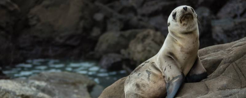 海狮和水獭的区别(海狮和水獭的区别在哪里)