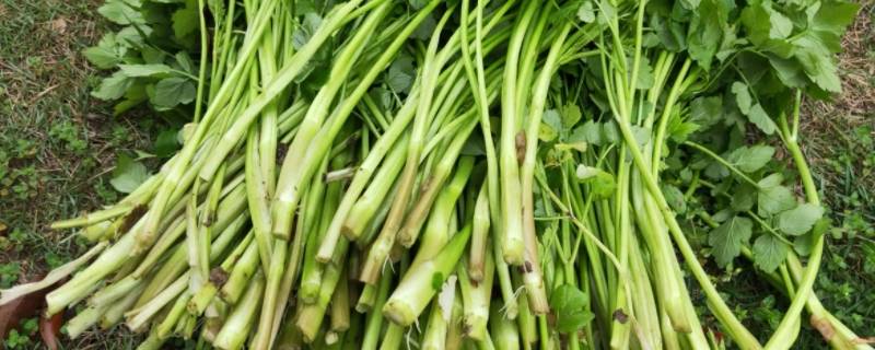 野芹菜的做法 野芹菜的做法视频