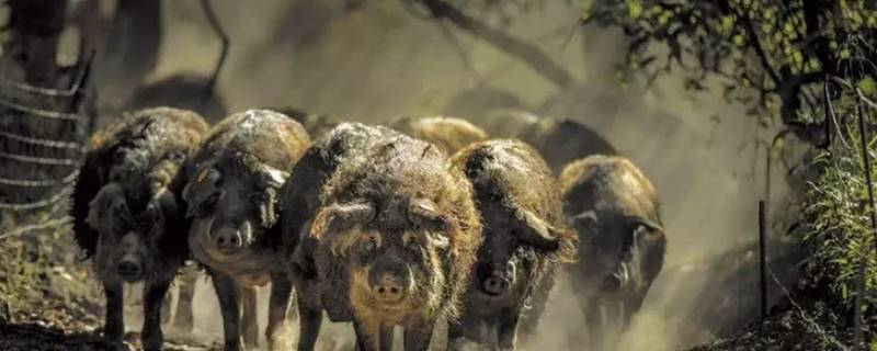 羊毛猪多少钱一只 毛猪的价格是多少钱