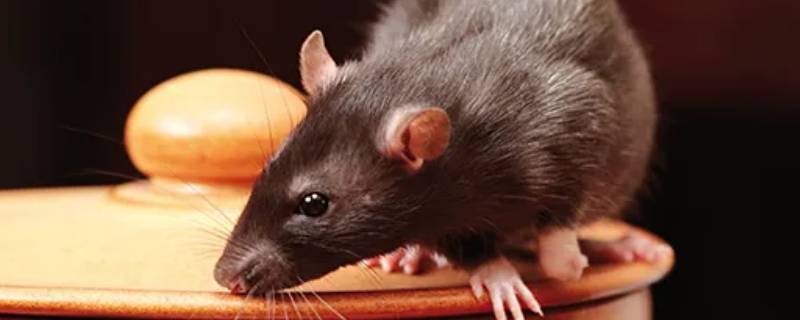 袋子是特马打一生肖（袋子是特马打一生肖是什么）