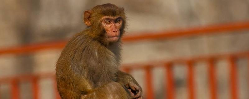 袍泽之谊打一个生肖 袍泽之谊的意思是什么