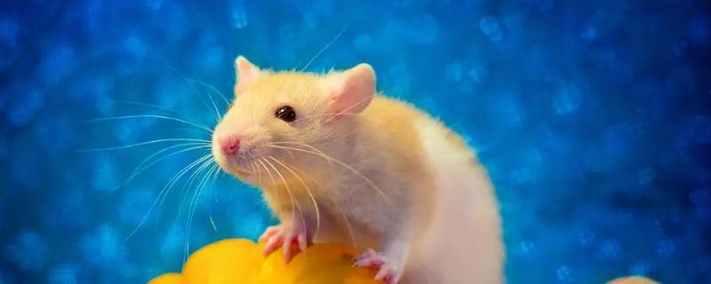 鬼计多端打一生肖（诡计多端打生肖）