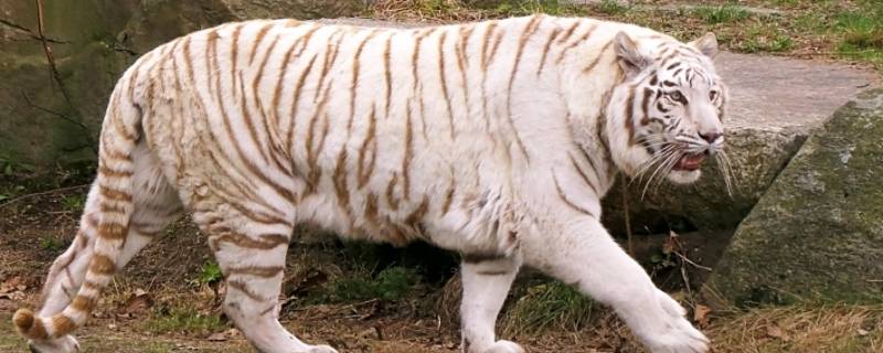 野外丑物打一生肖（野外丑物打一动物）