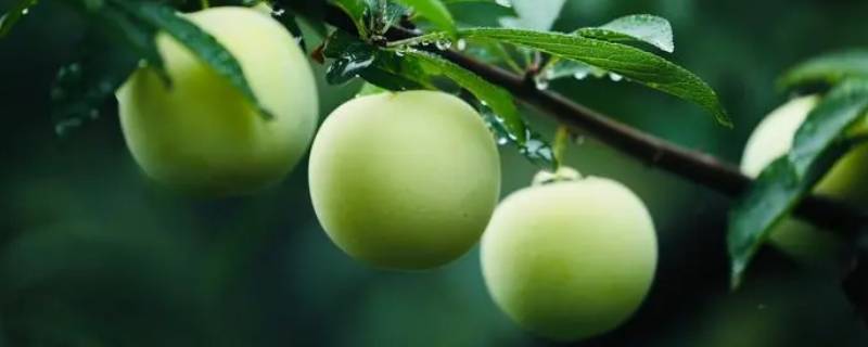 三月李怎么腌（三月李怎么腌好吃酸甜口的图片）