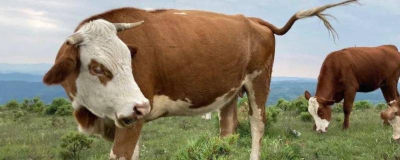 连中三元打一生肖 连中三元什么生肖