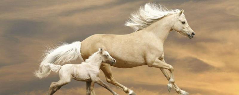 卸甲归田打一生肖 归田卸甲是什么意思