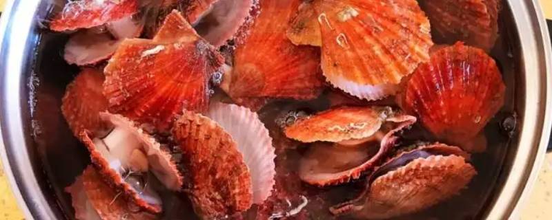 红扇贝为什么便宜 扇贝为什么这么便宜