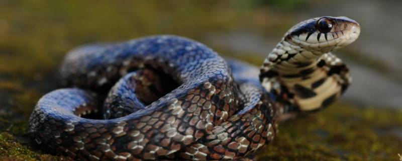 天上王者打一生肖（王者打一生肖里面什么动物）