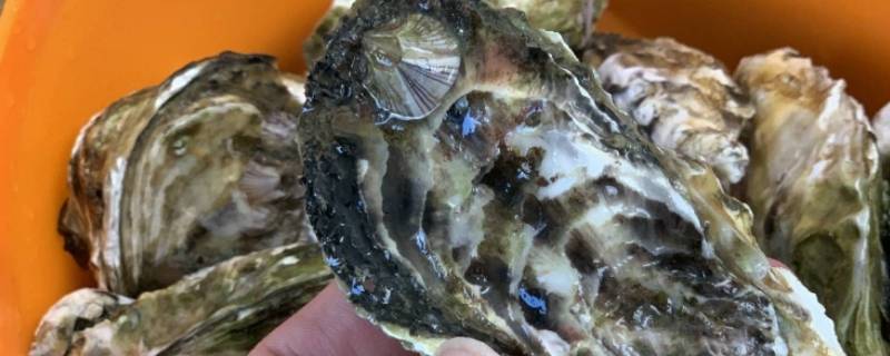 开口的生蚝能不能吃 生蚝开口是不是不能吃了