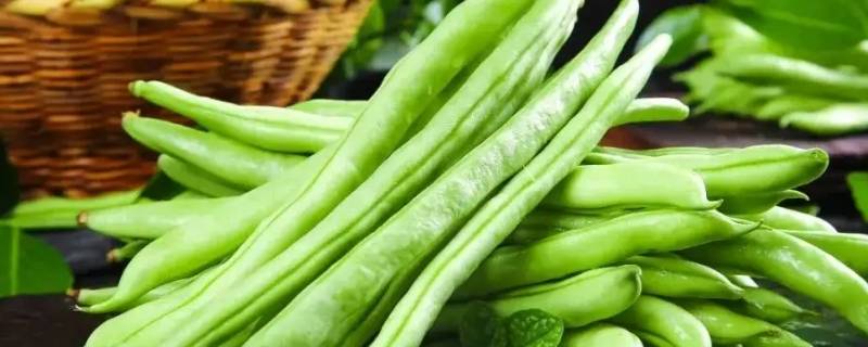 四季豆相克的食物（四季豆 相克）