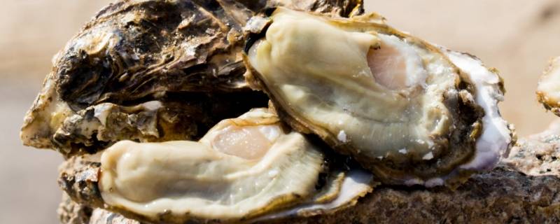 生蚝哪不能吃（生蚝有哪些地方不能吃）