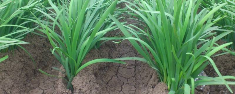 韭菜能浇啤酒水吗（韭菜能浇啤酒水吗怎么浇）