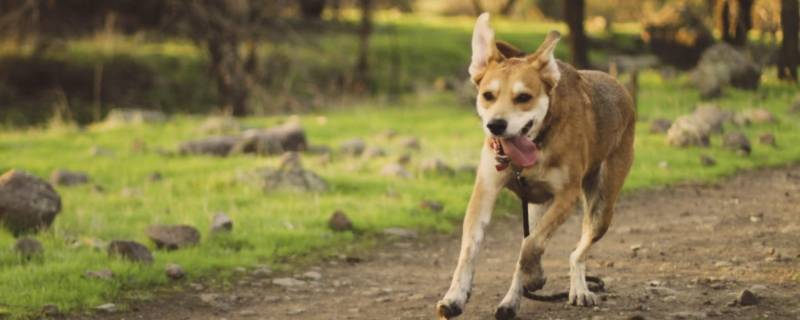 洋洋自得打一动物（洋洋得意打一动物生肖欲）